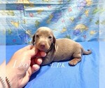 Small Dachshund