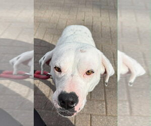 Lillian (GA) - Female Labrador Retriever-Unknown Mix Dog for Adoption - Photo #14