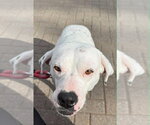 Small #13 Labrador Retriever Mix