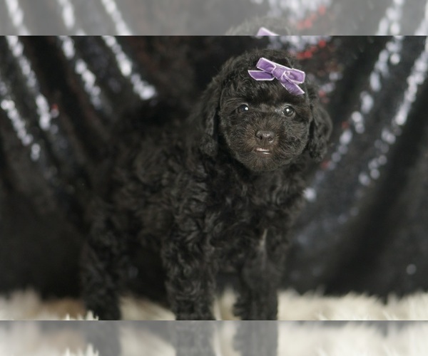 Medium Photo #3 Goldendoodle (Miniature) Puppy For Sale in WARSAW, IN, USA