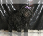 Small #2 Goldendoodle (Miniature)