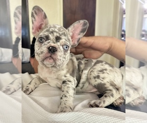 French Bulldog Puppy for sale in WEATHERFORD, TX, USA
