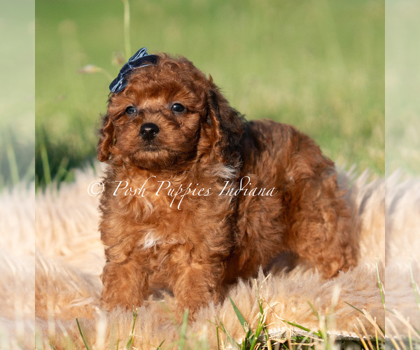 Medium Photo #5 Poodle (Miniature) Puppy For Sale in WARSAW, IN, USA