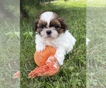 Small #1 Shih Tzu