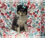 Small Photo #14 Collie Puppy For Sale in LAKELAND, FL, USA