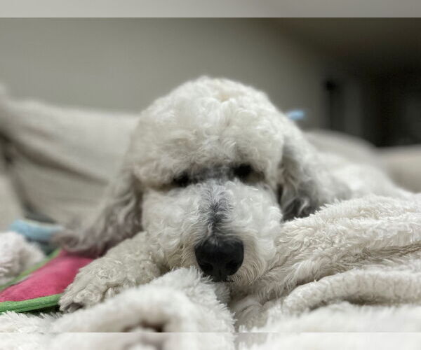 Medium Photo #15 Mutt Puppy For Sale in Sandy, UT, USA