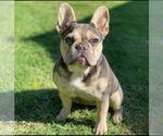 Small Photo #1 French Bulldog Puppy For Sale in TEMECULA, CA, USA