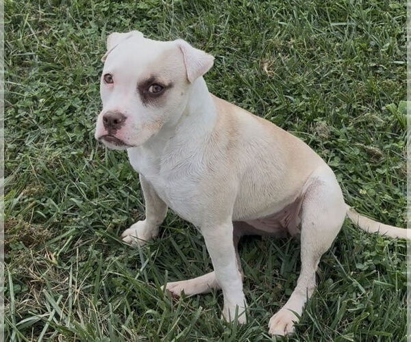 Medium Photo #3 American Bulldog-Unknown Mix Puppy For Sale in Sistersville, WV, USA
