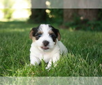 Small Photo #1 Jack Russell Terrier Puppy For Sale in MISSOURI VALLEY, IA, USA