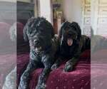 Small Photo #1 Bouvier Des Flandres Puppy For Sale in WALKER, LA, USA
