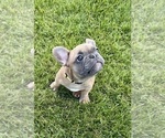 Puppy Rocket French Bulldog