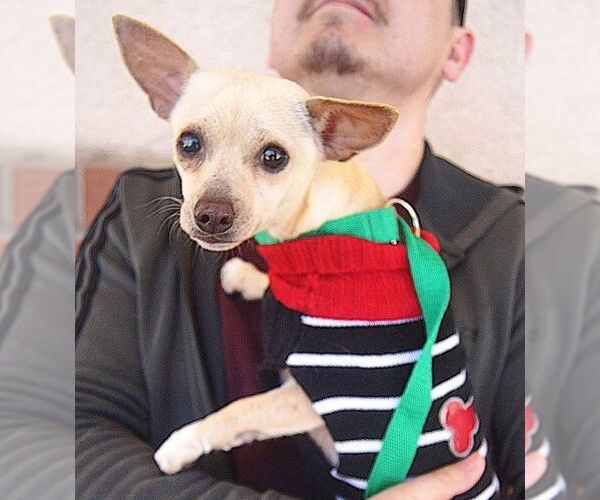 Medium Photo #4 Chihuahua Puppy For Sale in Carrollton, TX, USA