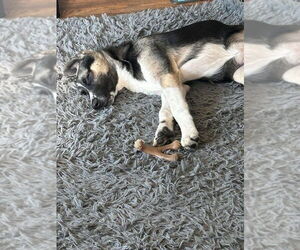 Colby (TX) - Male Siberian Husky-Unknown Mix Dog for Adoption - Photo #2