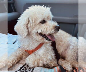 Poodle (Miniature)-Unknown Mix Dogs for adoption in Dana Point, CA, USA