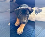 Small #1 Labrador Retriever Mix