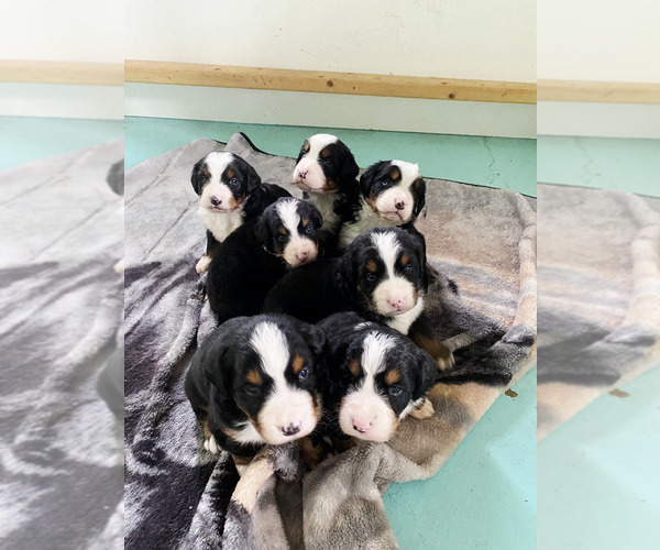 Medium Photo #1 Bernese Mountain Dog Puppy For Sale in SUPERIOR, WI, USA