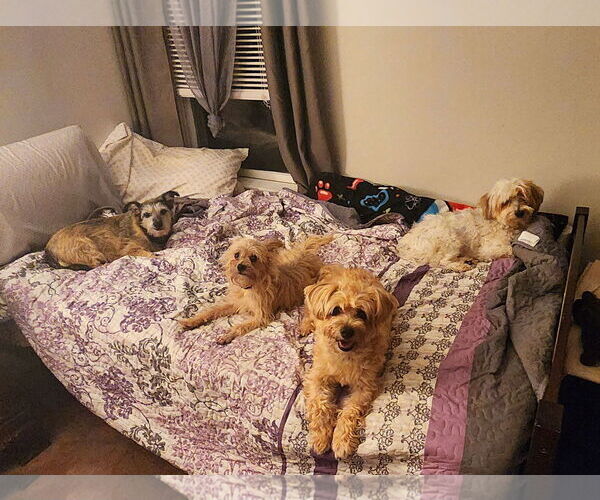 Medium Photo #3 Mutt Puppy For Sale in Philadelphia, PA, USA