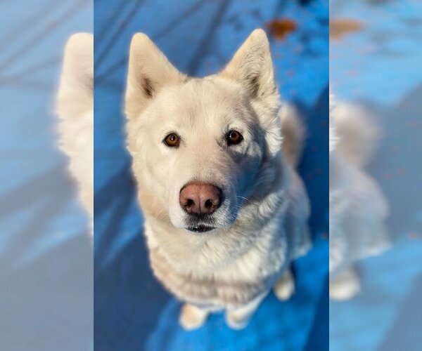 Medium Photo #1 - Mix Puppy For Sale in Calgary, Alberta, Canada