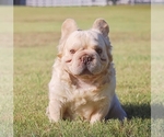 Small Photo #1 French Bulldog Puppy For Sale in DANBURY, CT, USA