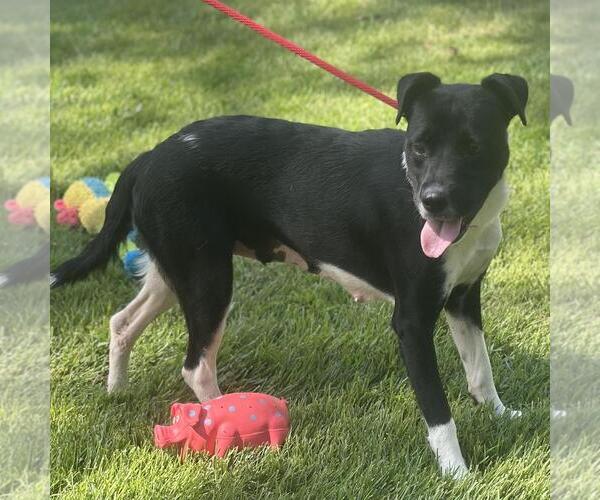 Medium Photo #2 Labrador Retriever-Unknown Mix Puppy For Sale in Yardley, PA, USA