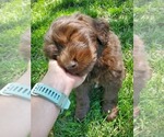 Puppy Brownie Newfoundland-Otterhound Mix