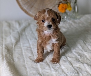 Medium Poovanese