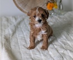 Puppy Luka Poovanese