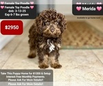 Small Poodle (Toy)