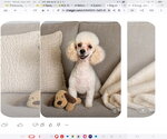 Small Photo #2 Poodle (Miniature) Puppy For Sale in Seaford, DE, USA
