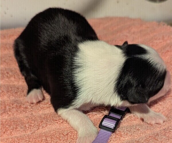 Medium Photo #53 Australian Shepherd Puppy For Sale in SYLVA, NC, USA
