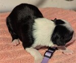 Small Photo #53 Australian Shepherd Puppy For Sale in SYLVA, NC, USA