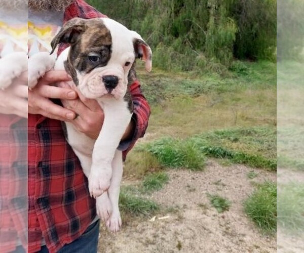 Medium Photo #1 American Bulldog-English Bulldog Mix Puppy For Sale in TEMECULA, CA, USA