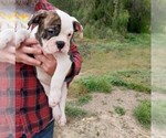 Small Photo #1 American Bulldog-English Bulldog Mix Puppy For Sale in TEMECULA, CA, USA