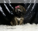 Small #4 Poodle (Miniature)
