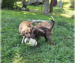 Small #1 Labrador Retriever