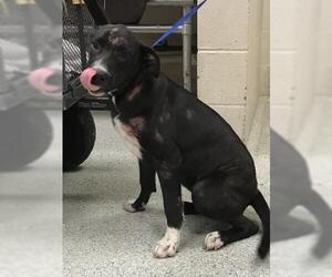 Labrador Retriever-Unknown Mix Dogs for adoption in Conroe, TX, USA