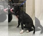 Small Labrador Retriever Mix