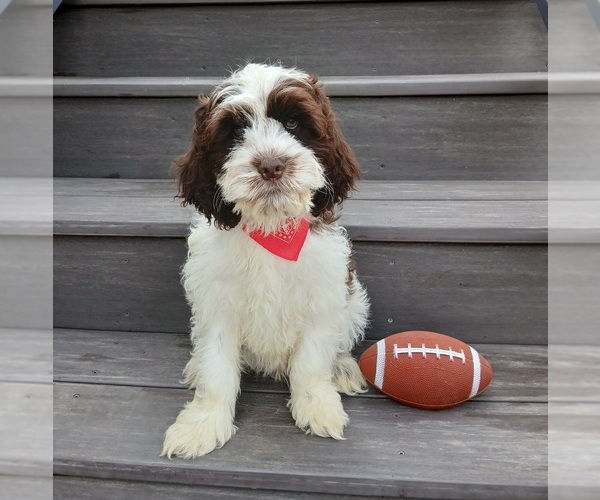 Medium Photo #3 Cockapoo (Miniature) Puppy For Sale in WOOSTER, OH, USA