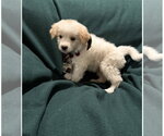 Small #1 Australian Retriever