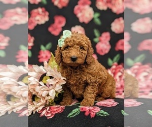 Goldendoodle (Miniature) Puppy for sale in CHRISTIANA, PA, USA