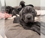 Small Photo #9 Cane Corso Puppy For Sale in COLONIAL HEIGHTS, VA, USA