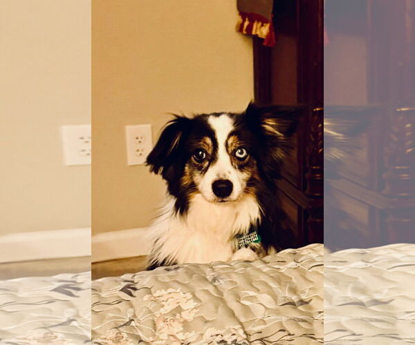 Medium Photo #2 Australian Shepherd Puppy For Sale in Dallas, TX, USA