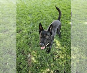 Mutt Dogs for adoption in Imlay City, MI, USA