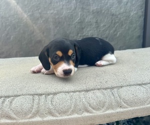 Dachshund Puppy for sale in WEBSTER, FL, USA