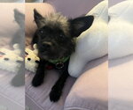Small #1 Mutt