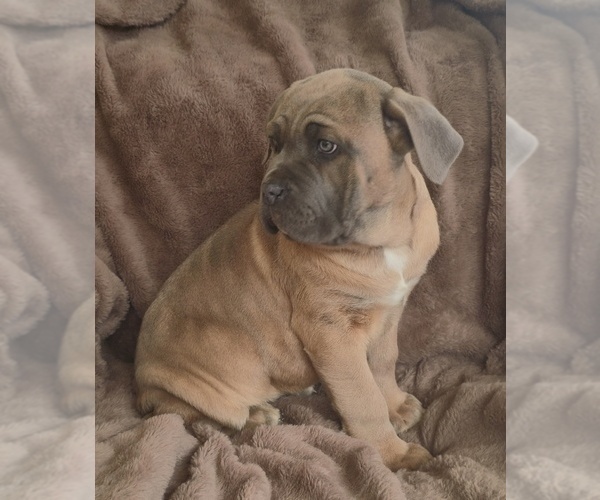 Medium Photo #11 Cane Corso Puppy For Sale in MINERAL WELLS, WV, USA