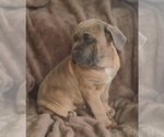 Small #10 Cane Corso
