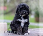 Small #3 Bernedoodle (Miniature)
