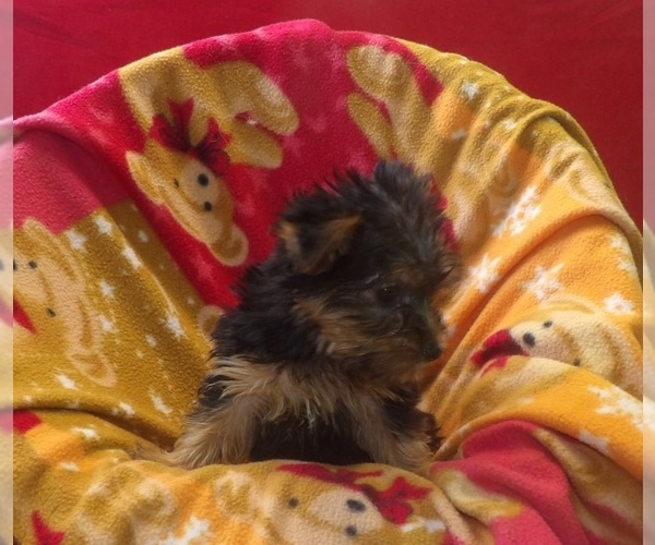 Medium Photo #5 Yorkshire Terrier Puppy For Sale in PATERSON, NJ, USA