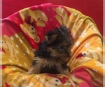 Small #4 Yorkshire Terrier